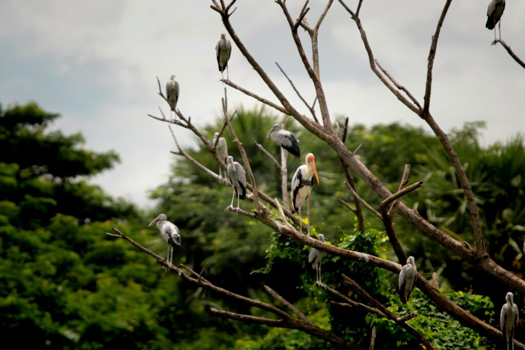 karnala bird sanctuary – birding + trek1