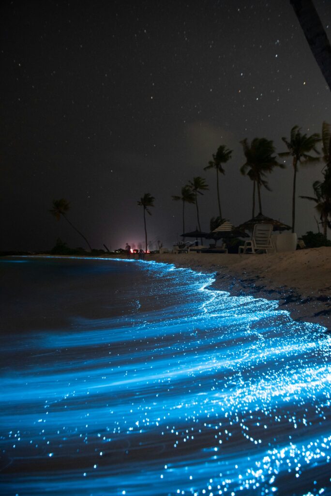 Bioluminescence in India Glowing Beaches You Can Witness in 2026