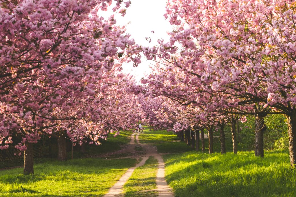 Cherry Blossom in India