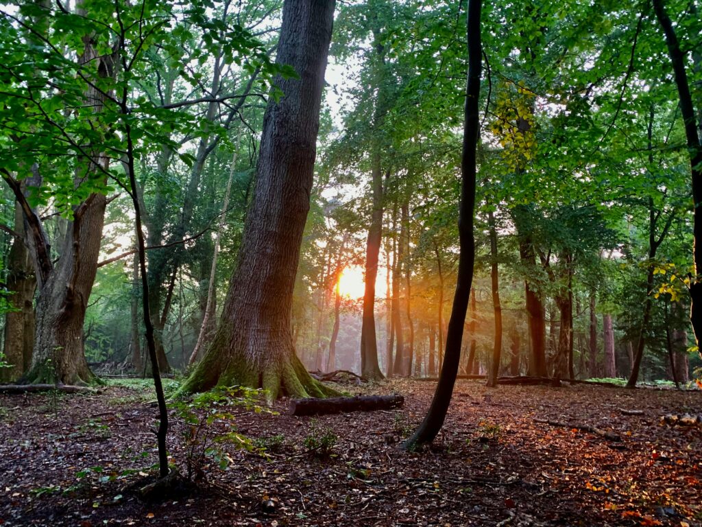Forest Bathing in india
