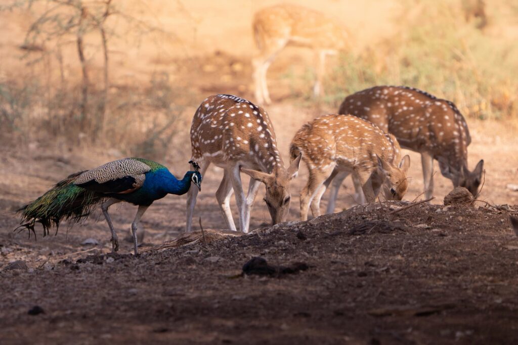 Tadoba Safari & Ancient Temple Trails