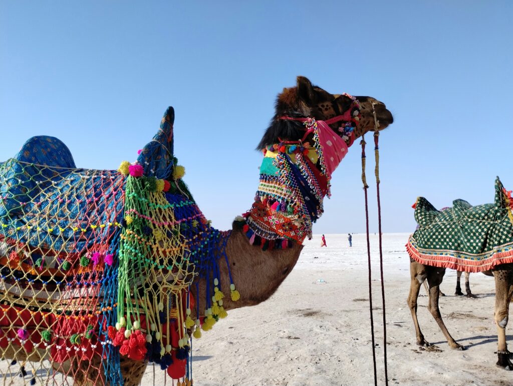 Rann of Kutch