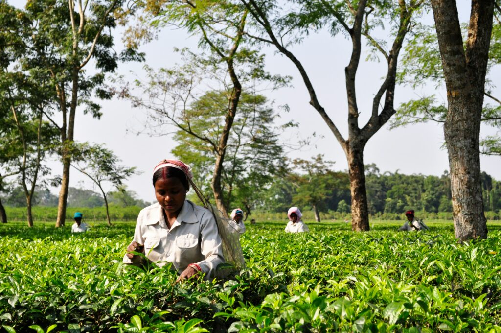 Assam tea tourism