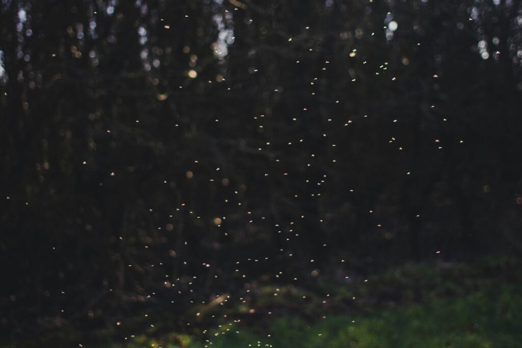 Fireflies