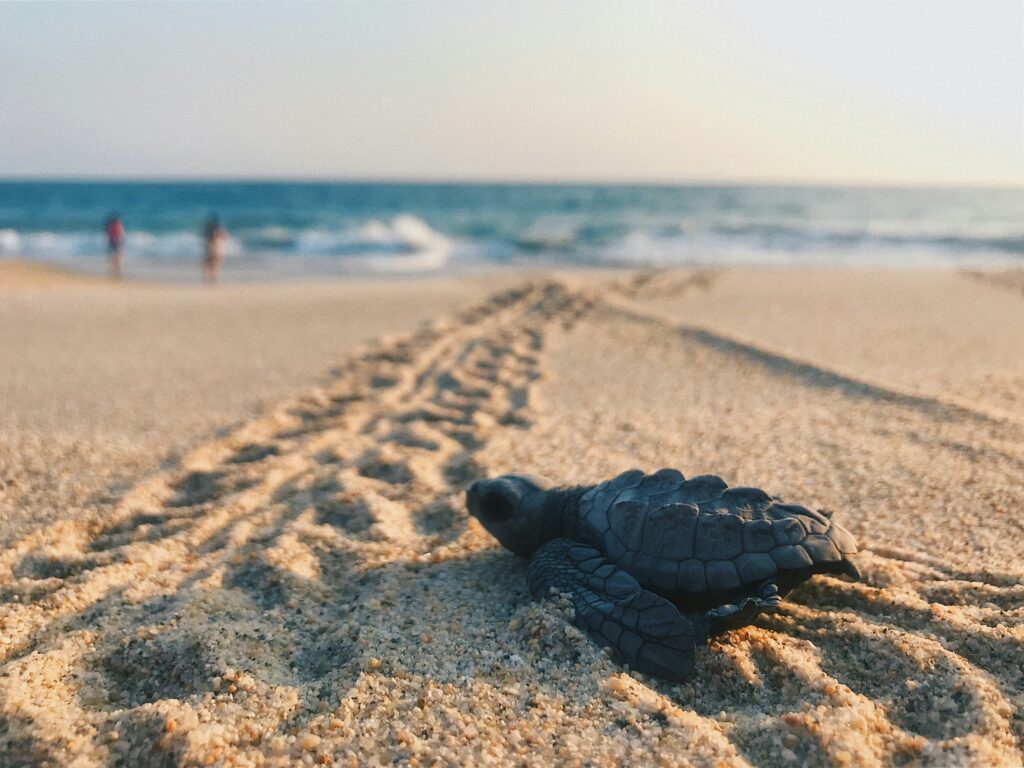 Why Velas Turtle Festival 2026 Is Special